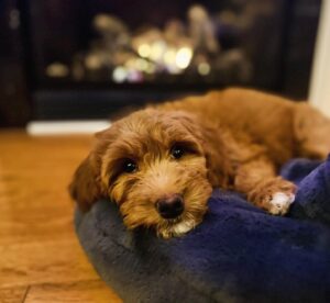 Salvatore Antonio Instagram - Someone had her first bath, and is now toasting her buns by the fire. Isla Rêve of the D’Ubervilles.
.
jk, her last name is Antonio 😜
.
#pretentiouspuppynames