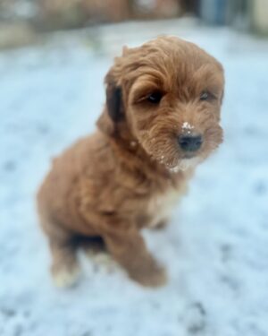 Salvatore Antonio Instagram - New year, new love 💗 
An unexpected arrival, and I’m instantly smitten.
Welcome my new pup, my sweet baby girl:
Isla Rêve