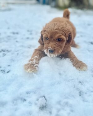 Salvatore Antonio Instagram - New year, new love 💗 
An unexpected arrival, and I’m instantly smitten.
Welcome my new pup, my sweet baby girl:
Isla Rêve