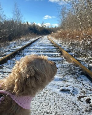 Salvatore Antonio Instagram - Yesterday, my sweet girl Gladys Jean left us peacefully. 
There’s too much to say about how special she was… 
She loved sitting in the sun, and going for drives, giving kisses, crunching on a chip, and she loved a good nap.
I am so grateful to have had her with me for 13 years. I cradled her in one hand when she was just a 6-week-old pup, and I’m honoured to have been able to hold her in my arms as her spirit lifted away. 
Run free and unencumbered, my baby. I’ll always love you. 🤍✨🕊️