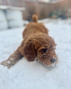 Salvatore Antonio Instagram - One week in, and Ms. Isla is growing like a weed and living for the snow. That makes one of us! 😉 ❄️🐶