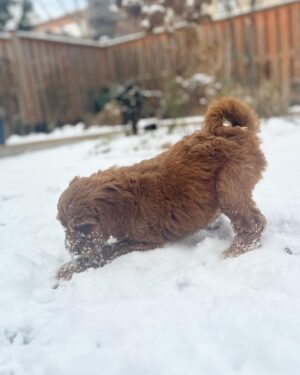Salvatore Antonio Instagram - One week in, and Ms. Isla is growing like a weed and living for the snow. That makes one of us! 😉 ❄️🐶