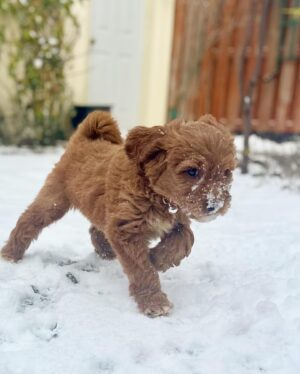 Salvatore Antonio Instagram - One week in, and Ms. Isla is growing like a weed and living for the snow. That makes one of us! 😉 ❄️🐶