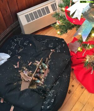 Sam Breton Instagram - Le chien de ma belle-sœur fait dire qu'on s'en criss de la crèche...
.
#noel #joyeusesfetes #elleetaitneuve #leboeufenamangetouteune #lamagiedenoel