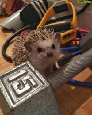 Sam Breton Instagram - Chercher son fils partout dans l'appart pour finalement le trouver en plein training 🏋🏻😍
#hedgehog #herisson #henri #trainning #gym #ybench3plates #yésasauce