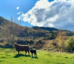 Sam Neill Instagram - RHYS DARBY HAS GIVEN BIRTH! Indeed yes, a tiny black cow - can you see beside her? This must be her 5th or 6th by now , and @rhysiedarby is a very proud Mum . I am proud of her too . 

Swipe left for more .