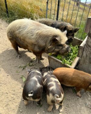 Sam Neill Instagram - The whole Family. My dear old friend The Pig ( Angelica) is getting really old now. He must be , i dunno , 100 pig years old now. Nevertheless his MUCH younger bride (Bryan ) is happy with the old boy , and thus those are their Three Little Piglets. Well , not so little any more . They eat well , let’s say.