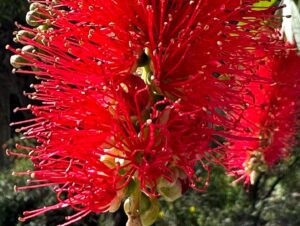 Sam Neill Instagram - BOTTLEBRUSH SEASON HERE . And i am collecting them . Swipe left for some more …