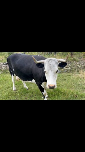 Sam Neill Instagram - Helena Bonham Carter can be such an ungrateful … COW. Watch to the end .