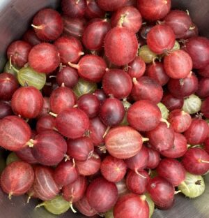 Sam Neill Instagram - Made gooseberry jam last night . Picked , topped and tailed 4kgs first . Exhausting. Might have to have some on toast now , and a lie down for a couple of days.