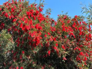Sam Neill Instagram - BOTTLEBRUSH SEASON HERE . And i am collecting them . Swipe left for some more …