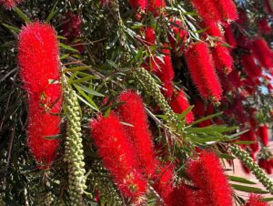 Sam Neill Instagram - BOTTLEBRUSH SEASON HERE . And i am collecting them . Swipe left for some more …