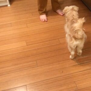 Sam Reich Instagram - Today we lost our beloved dog Finnegan to cancer. He was 7 years old. 

Finn was rescued by @maedayrescue along with 3 other pups and their mom from a parking lot in Tarzana. He was, to us, less of a dog and more of a little boy. He was sweet, watchful, and affectionate, but also rambunctious, independent, and opinionated. We never learned his breed, but we suspect he was largely Lhasa Apso, who the Tibetan monks had guard their holy temples. His favorite things were balls and cheese, and his least favorite things were children and water.

Finn was whip smart and learned 15  tricks in his short life: “sit,” “stay,” “roll over,” “speak,” “stand up” and more. He also learned things we never meant for him to: "where's your mom" and "where's your dad" would send him searching for either one of us; "go see who it is" would heave him howling toward the door. 

He would ask for pets by propping himself up on your knee and then petting himself, pawing at his own face. He would go upside-down for belly-rubs, and then - if you stopped - go somehow *further* upside-down, making himself irresistible. He would ask to play ball by dropping it repeatedly at your feet ad infinitum. And, if your face was in reach, he would launch himself at you and cover you in kisses.

His long hair was the talk of the neighborhood. When we dyed his tail rainbow colors for pride, he earned the local nickname "rainbow dog." When he ran - at a top speed pretty impressive for 13 pounds - his hair would be one step behind him, creating a sort of antigravity effect. When he was bathed by the wonderful team at @jessronagrooming, he would suddenly look as small and fragile as he really was.

I'll miss the "ka-thunk, ka-thunk, ka-thunk" of him coming down the stairs. I'll miss the way he'd nonchalantly bark at the door for hours, like a percolating pot of coffee. I'll miss the way he unfolded his entire body to pee, like a ballerina. I'll miss him sunbathing on the deck in the morning, wearing squinty eyes and a deadpan expression. And I'll miss his holy presence in our lives. Dog backwards and all that.

Love you forever, little man.