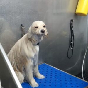 Sam Reich Instagram - Today we lost our beloved dog Finnegan to cancer. He was 7 years old. 

Finn was rescued by @maedayrescue along with 3 other pups and their mom from a parking lot in Tarzana. He was, to us, less of a dog and more of a little boy. He was sweet, watchful, and affectionate, but also rambunctious, independent, and opinionated. We never learned his breed, but we suspect he was largely Lhasa Apso, who the Tibetan monks had guard their holy temples. His favorite things were balls and cheese, and his least favorite things were children and water.

Finn was whip smart and learned 15  tricks in his short life: “sit,” “stay,” “roll over,” “speak,” “stand up” and more. He also learned things we never meant for him to: "where's your mom" and "where's your dad" would send him searching for either one of us; "go see who it is" would heave him howling toward the door. 

He would ask for pets by propping himself up on your knee and then petting himself, pawing at his own face. He would go upside-down for belly-rubs, and then - if you stopped - go somehow *further* upside-down, making himself irresistible. He would ask to play ball by dropping it repeatedly at your feet ad infinitum. And, if your face was in reach, he would launch himself at you and cover you in kisses.

His long hair was the talk of the neighborhood. When we dyed his tail rainbow colors for pride, he earned the local nickname "rainbow dog." When he ran - at a top speed pretty impressive for 13 pounds - his hair would be one step behind him, creating a sort of antigravity effect. When he was bathed by the wonderful team at @jessronagrooming, he would suddenly look as small and fragile as he really was.

I'll miss the "ka-thunk, ka-thunk, ka-thunk" of him coming down the stairs. I'll miss the way he'd nonchalantly bark at the door for hours, like a percolating pot of coffee. I'll miss the way he unfolded his entire body to pee, like a ballerina. I'll miss him sunbathing on the deck in the morning, wearing squinty eyes and a deadpan expression. And I'll miss his holy presence in our lives. Dog backwards and all that.

Love you forever, little man.