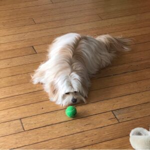 Sam Reich Instagram - Today we lost our beloved dog Finnegan to cancer. He was 7 years old. 

Finn was rescued by @maedayrescue along with 3 other pups and their mom from a parking lot in Tarzana. He was, to us, less of a dog and more of a little boy. He was sweet, watchful, and affectionate, but also rambunctious, independent, and opinionated. We never learned his breed, but we suspect he was largely Lhasa Apso, who the Tibetan monks had guard their holy temples. His favorite things were balls and cheese, and his least favorite things were children and water.

Finn was whip smart and learned 15  tricks in his short life: “sit,” “stay,” “roll over,” “speak,” “stand up” and more. He also learned things we never meant for him to: "where's your mom" and "where's your dad" would send him searching for either one of us; "go see who it is" would heave him howling toward the door. 

He would ask for pets by propping himself up on your knee and then petting himself, pawing at his own face. He would go upside-down for belly-rubs, and then - if you stopped - go somehow *further* upside-down, making himself irresistible. He would ask to play ball by dropping it repeatedly at your feet ad infinitum. And, if your face was in reach, he would launch himself at you and cover you in kisses.

His long hair was the talk of the neighborhood. When we dyed his tail rainbow colors for pride, he earned the local nickname "rainbow dog." When he ran - at a top speed pretty impressive for 13 pounds - his hair would be one step behind him, creating a sort of antigravity effect. When he was bathed by the wonderful team at @jessronagrooming, he would suddenly look as small and fragile as he really was.

I'll miss the "ka-thunk, ka-thunk, ka-thunk" of him coming down the stairs. I'll miss the way he'd nonchalantly bark at the door for hours, like a percolating pot of coffee. I'll miss the way he unfolded his entire body to pee, like a ballerina. I'll miss him sunbathing on the deck in the morning, wearing squinty eyes and a deadpan expression. And I'll miss his holy presence in our lives. Dog backwards and all that.

Love you forever, little man.