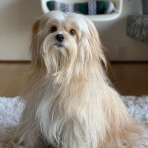 Sam Reich Instagram - Today we lost our beloved dog Finnegan to cancer. He was 7 years old. 

Finn was rescued by @maedayrescue along with 3 other pups and their mom from a parking lot in Tarzana. He was, to us, less of a dog and more of a little boy. He was sweet, watchful, and affectionate, but also rambunctious, independent, and opinionated. We never learned his breed, but we suspect he was largely Lhasa Apso, who the Tibetan monks had guard their holy temples. His favorite things were balls and cheese, and his least favorite things were children and water.

Finn was whip smart and learned 15  tricks in his short life: “sit,” “stay,” “roll over,” “speak,” “stand up” and more. He also learned things we never meant for him to: "where's your mom" and "where's your dad" would send him searching for either one of us; "go see who it is" would heave him howling toward the door. 

He would ask for pets by propping himself up on your knee and then petting himself, pawing at his own face. He would go upside-down for belly-rubs, and then - if you stopped - go somehow *further* upside-down, making himself irresistible. He would ask to play ball by dropping it repeatedly at your feet ad infinitum. And, if your face was in reach, he would launch himself at you and cover you in kisses.

His long hair was the talk of the neighborhood. When we dyed his tail rainbow colors for pride, he earned the local nickname "rainbow dog." When he ran - at a top speed pretty impressive for 13 pounds - his hair would be one step behind him, creating a sort of antigravity effect. When he was bathed by the wonderful team at @jessronagrooming, he would suddenly look as small and fragile as he really was.

I'll miss the "ka-thunk, ka-thunk, ka-thunk" of him coming down the stairs. I'll miss the way he'd nonchalantly bark at the door for hours, like a percolating pot of coffee. I'll miss the way he unfolded his entire body to pee, like a ballerina. I'll miss him sunbathing on the deck in the morning, wearing squinty eyes and a deadpan expression. And I'll miss his holy presence in our lives. Dog backwards and all that.

Love you forever, little man.