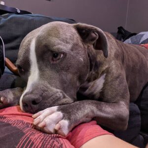 Sam Witwer Instagram - Pups
#pibble #pitbull #buster #leonard #pups
