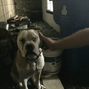 Sam Witwer Instagram - 7 years ago today, the doggy on the left appeared in my back yard and barricaded himself behind my garage. 
1 year ago today, I found the doggy on the right in Elysian Park.

#Leonard #Walter
 #AlsoDontForgetBusterBecauseHesVeryFunny
#rescues #Pitbull #Dogs #Pibbles #AmericanBulldog
#ImBakingCakesForThem #pupcakes #seriouslyiam #andpuppyicecream