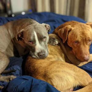 Sam Witwer Instagram - 7 years ago today, the doggy on the left appeared in my back yard and barricaded himself behind my garage. 
1 year ago today, I found the doggy on the right in Elysian Park.

#Leonard #Walter
 #AlsoDontForgetBusterBecauseHesVeryFunny
#rescues #Pitbull #Dogs #Pibbles #AmericanBulldog
#ImBakingCakesForThem #pupcakes #seriouslyiam #andpuppyicecream