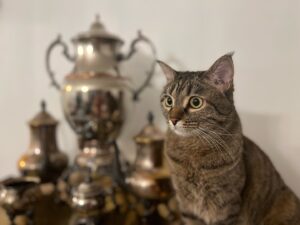 Saman Ehteshami Instagram - سل خانوم… سه سال و یه ماهه از تهران