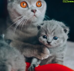 Sami Kuronen Instagram - Maailman huolet ja murheet unohtuvat näiden edessä 🤍
Kolmen viikon vankalla elämänkokemuksella poseerauksetkin jo hallussa!
#britishshorthair #kitten @hyrinan @kurosenhilma