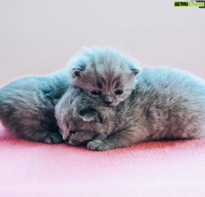 Sami Kuronen Instagram - Maailman huolet ja murheet unohtuvat näiden edessä 🤍
Kolmen viikon vankalla elämänkokemuksella poseerauksetkin jo hallussa!
#britishshorthair #kitten @hyrinan @kurosenhilma