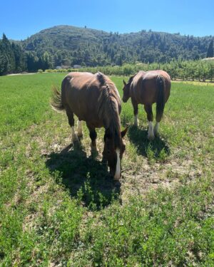 Sami Outalbali Instagram - 🌅⛵️🏎️🌞🐎