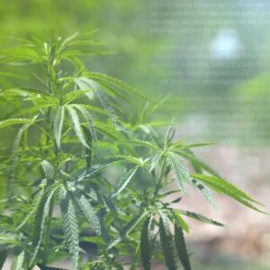 Sanjay Gupta Instagram - Almost 10 years ago, I began my investigation into cannabis as a medicine. This time, it brought me to children struggling with severe autism. I met with researchers and families, some speaking for the first time, and saw in real-time how life-changing it can be. #Weed6 Sun 8p E