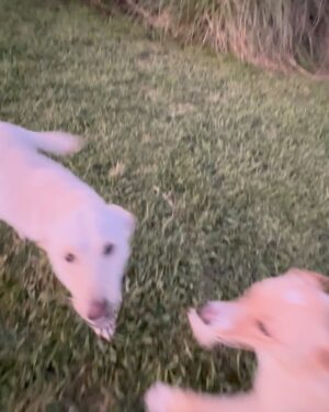 Santiago Ramundo Instagram - Días  de 🧉🐶🌭❤️🌊❤️