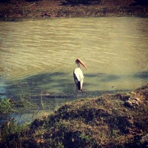 São José Correia Instagram - Yala National park Sri Lanka