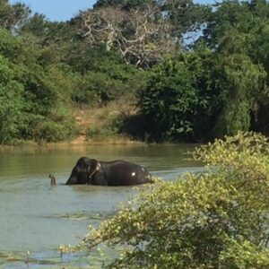 São José Correia Instagram - Yala National park Sri lanka