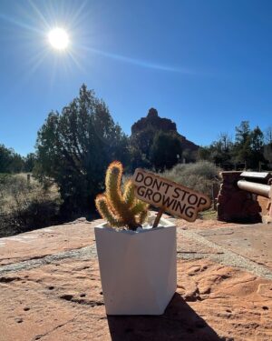 Sara Mitich Instagram - I decided to drive from Toronto to L.A. with my partner in crime (Tilly) and our trusty new sidekick Calvin the Cactus. 

From hiking forests in Kentucky to climbing rock mountains in Sedona — what a beautiful adventure. Swipe through to see some of my favourite snapshots ☺️

(For his own safety, Calvin did not join us on the hikes). 

🌟🙏🏻💖