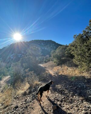 Sara Mitich Instagram - I decided to drive from Toronto to L.A. with my partner in crime (Tilly) and our trusty new sidekick Calvin the Cactus. 

From hiking forests in Kentucky to climbing rock mountains in Sedona — what a beautiful adventure. Swipe through to see some of my favourite snapshots ☺️

(For his own safety, Calvin did not join us on the hikes). 

🌟🙏🏻💖