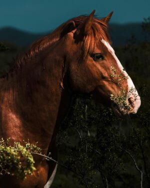 Sara Racey-Batraville Instagram - My dream subject. My dream client. The athlete on all fours. Finding these wild horses in Arizona is one part of the job—Photographing these glorious animals is the prize. Can you tell horses are my favorite animal? I saw one, then looked around and up on the hill there were about 15 more. So, like I normally do when I see a subject I want to capture;  I ditched my group for the shot. @canonusa #canonphotography 

#wildhorsesofinstagram #wildhorses #wildhorsesarizona #arizonawildhorses #saltriver #saltriverwildhorses #azphotographer #scottsdalephotographer #scottsdale #modelwithcamera #animalsofinstagram #animallovers #photographer #canonphotography