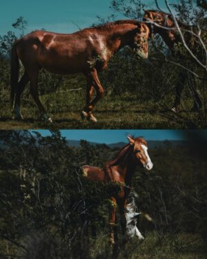 Sara Racey-Batraville Instagram - My dream subject. My dream client. The athlete on all fours. Finding these wild horses in Arizona is one part of the job—Photographing these glorious animals is the prize. Can you tell horses are my favorite animal? I saw one, then looked around and up on the hill there were about 15 more. So, like I normally do when I see a subject I want to capture;  I ditched my group for the shot. @canonusa #canonphotography 

#wildhorsesofinstagram #wildhorses #wildhorsesarizona #arizonawildhorses #saltriver #saltriverwildhorses #azphotographer #scottsdalephotographer #scottsdale #modelwithcamera #animalsofinstagram #animallovers #photographer #canonphotography