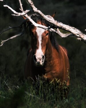Sara Racey-Batraville Instagram - My dream subject. My dream client. The athlete on all fours. Finding these wild horses in Arizona is one part of the job—Photographing these glorious animals is the prize. Can you tell horses are my favorite animal? I saw one, then looked around and up on the hill there were about 15 more. So, like I normally do when I see a subject I want to capture;  I ditched my group for the shot. @canonusa #canonphotography 

#wildhorsesofinstagram #wildhorses #wildhorsesarizona #arizonawildhorses #saltriver #saltriverwildhorses #azphotographer #scottsdalephotographer #scottsdale #modelwithcamera #animalsofinstagram #animallovers #photographer #canonphotography