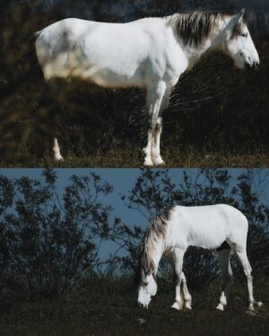 Sara Racey-Batraville Instagram - My dream subject. My dream client. The athlete on all fours. Finding these wild horses in Arizona is one part of the job—Photographing these glorious animals is the prize. Can you tell horses are my favorite animal? I saw one, then looked around and up on the hill there were about 15 more. So, like I normally do when I see a subject I want to capture;  I ditched my group for the shot. @canonusa #canonphotography 

#wildhorsesofinstagram #wildhorses #wildhorsesarizona #arizonawildhorses #saltriver #saltriverwildhorses #azphotographer #scottsdalephotographer #scottsdale #modelwithcamera #animalsofinstagram #animallovers #photographer #canonphotography