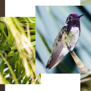 Sara Racey-Batraville Instagram - Sometimes you just need to photograph hummingbirds and be around God’s Wonders to find your calm. I wanted to turn off the news and vileness of today and chill. This was such a project for me and I was in complete competition with myself every single day. Let me tell you…these bad boys are tougher than a human athlete to capture! But playing around with lighting and your camera settings you start to get the hang of it. Blink—and they’re gone! @sararaceybatraville 📸 #hummingbird #hummingbirds #hummingbirdphotography