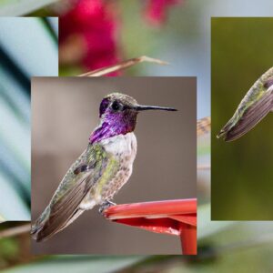 Sara Racey-Batraville Instagram - Sometimes you just need to photograph hummingbirds and be around God’s Wonders to find your calm. I wanted to turn off the news and vileness of today and chill. This was such a project for me and I was in complete competition with myself every single day. Let me tell you…these bad boys are tougher than a human athlete to capture! But playing around with lighting and your camera settings you start to get the hang of it. Blink—and they’re gone! @sararaceybatraville 📸 #hummingbird #hummingbirds #hummingbirdphotography