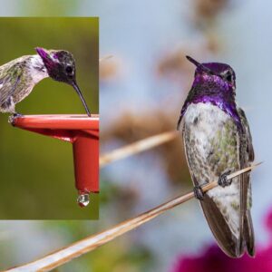 Sara Racey-Batraville Instagram - Sometimes you just need to photograph hummingbirds and be around God’s Wonders to find your calm. I wanted to turn off the news and vileness of today and chill. This was such a project for me and I was in complete competition with myself every single day. Let me tell you…these bad boys are tougher than a human athlete to capture! But playing around with lighting and your camera settings you start to get the hang of it. Blink—and they’re gone! @sararaceybatraville 📸 #hummingbird #hummingbirds #hummingbirdphotography