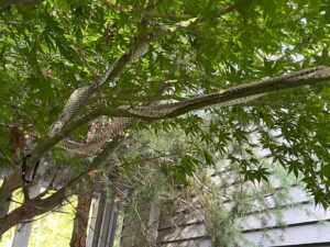 Sarah Dessen Instagram - So today I glanced up while in my favorite garden spot where I sit  DAILY and saw this. Grateful for snakes but yikes. Also, a good reminder to look up once in awhile. 🐍❤️