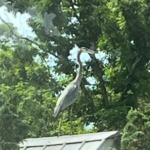 Sarah Dessen Instagram - Just a heron on my roof. Have always seen them as good signs and this was a first so had to share. Hope everyone’s hanging in there okay! ⭐️🙌🏻💗