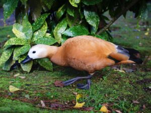 Sarah Rotella Instagram - Some of views and wildlife in Furnas