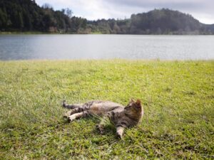 Sarah Rotella Instagram - Some of views and wildlife in Furnas