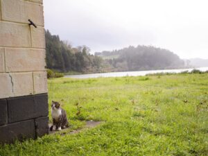 Sarah Rotella Instagram - Some of views and wildlife in Furnas