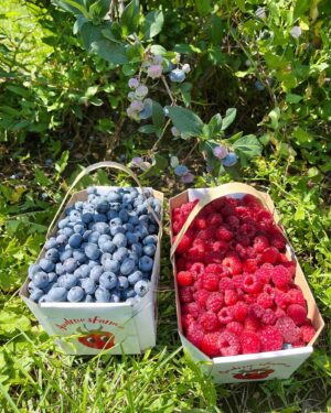 Sarah Rotella Instagram - Berry picking afternoon 🫐