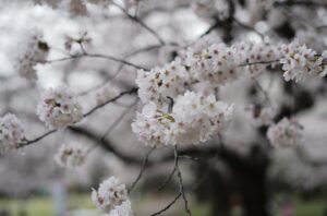 Satoshi Tsumabuki Instagram - 春ですねぇ

桜の花言葉って「純潔」なんだね

初めて知った

#花見 
#桜 
#cherryblossom