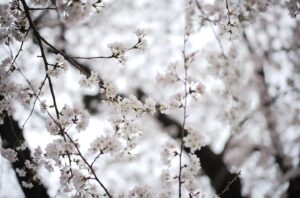 Satoshi Tsumabuki Instagram - 春ですねぇ

桜の花言葉って「純潔」なんだね

初めて知った

#花見 
#桜 
#cherryblossom