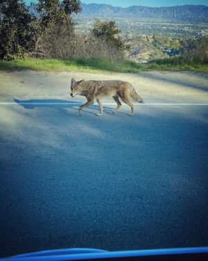 Scott Clifton Instagram - I pass these guys on my drive to work all the time. I suppose we both have to get up early so we can feed our families.