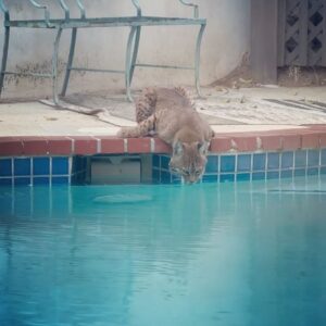 Scott Clifton Instagram - Living in the canyon, I see deer and coyotes all the time. But this? Once in a lifetime.